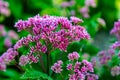 Pink spindly flowering plant Hemp Agrimony, Eupatorium cannabinum, in Gene Leahy Mall. Royalty Free Stock Photo