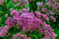 Pink spindly flowering plant. Hemp Agrimony, Eupatorium cannabinum, Flowering joe pye weed Royalty Free Stock Photo