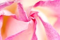 Pink spiral petals close-up