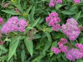 pink spirea blooms in the park in summer Royalty Free Stock Photo