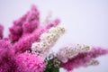 Pink Spirea flowers on bush. Spiraea flowers decorative gardening management