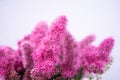 Pink Spirea flowers on bush. Spiraea flowers decorative gardening management