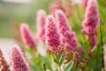 Pink Spirea Flowers On Bush At Spring Garden