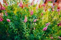 Pink Spirea Flowers On Bush At Spring