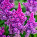 Pink spirea - purple rain - astilbe chinensis - flowering purple astilbe in summer