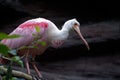 Pink spoonbill bird Royalty Free Stock Photo