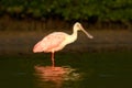 Pink Spoonbill bird. Beautiful sunrise with bird, Platalea ajaja, Roseate Spoonbill, in the water sun back light, detail portrait Royalty Free Stock Photo