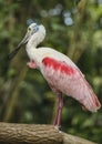 Pink Spoonbill bird Royalty Free Stock Photo