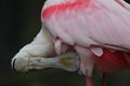 Rosey spoonbill Royalty Free Stock Photo