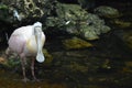 Rosey spoonbill Royalty Free Stock Photo