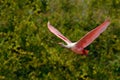 Pink spoonbill fly. Spoonbill bird. Beautiful sunrise with bird, Platalea ajaja, Roseate Spoonbill, in the water sun back light, d Royalty Free Stock Photo