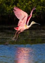 Pink Spoonbill takes flight Royalty Free Stock Photo