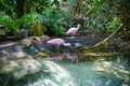 Pink spoonbills at Florida Aquarium Royalty Free Stock Photo