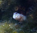 Pink Spot Goby (Cryptocentrus leptocephalus), goby peeks out of a hole in a marine aquarium Royalty Free Stock Photo