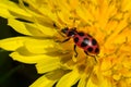 Spotted Pink Lady Beetle - Coleomegilla maculata