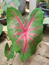 Pink spotted bon is an ornamental potted plant