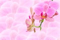 Pink spotted exotic flowers on blurred orchids Royalty Free Stock Photo