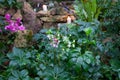 A pink spotted helebore plant in a garden showing Flowers Royalty Free Stock Photo