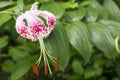 Pink spotted lily Royalty Free Stock Photo