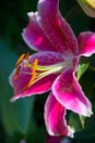 Pink Spotted Lily Flowering Royalty Free Stock Photo