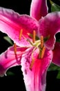 Pink Spotted Lily Flowering Royalty Free Stock Photo