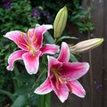 Pink Spotted Lily Flowering Royalty Free Stock Photo