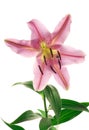 Pink Spotted Lily on White Royalty Free Stock Photo