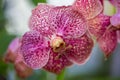 Pink Spotted Orchid Royalty Free Stock Photo