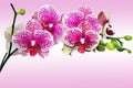 Pink spotted orchid phalenopsis Royalty Free Stock Photo