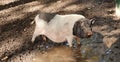 Pink spotted pig splashing in a dirty puddle, agriculture and animal life, dirty hooves and funny dirty nose