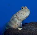 Pink Spotted Watchman Goby Royalty Free Stock Photo