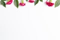 Pink spray carnation flowers on white background Royalty Free Stock Photo