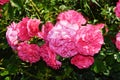 Pink spray roses. Close-up of beautiful bright pink roses on a dark green background. Summer flowers. Natural background Royalty Free Stock Photo