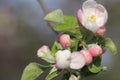 Pink spring apple flowers, buds of and green leaves on tree branch. Spring blooming, macro photo, selective focus Royalty Free Stock Photo