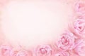 Pink spring blooming flowers or summer blossoming delicate roses festive background Royalty Free Stock Photo