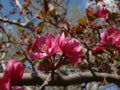 Pink Spring Blossoms Royalty Free Stock Photo