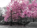 Pink spring blossoms blooming on black and white trees above a path in Central Park, New York City NYC Royalty Free Stock Photo