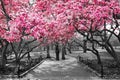 Pink spring blossoms blooming on black and white trees above a path in Central Park, New York City