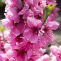 Pink spring blossoms. Nectarine tree - prunus persica nectarina - blossoming. Royalty Free Stock Photo