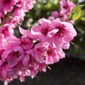 Pink spring blossoms. Nectarine tree - prunus persica nectarina - blossoming. Royalty Free Stock Photo