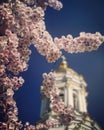 The famous pink spring blossoms of Ukraine on Easter Sunday Royalty Free Stock Photo