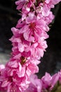 Pink spring blossoms. Nectarine tree - prunus persica nectarina - blossoming. Royalty Free Stock Photo