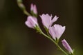 Pink spring checkerbloom wildflowers