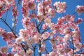 Pink spring cherry blossom, blue sky background Royalty Free Stock Photo