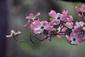 Pink spring dogwoods