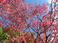 Pink Spring Dogwoods and Blue Sky in April in Spring