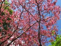 Pink Spring Dogwoods and Blue Sky in Spring Royalty Free Stock Photo