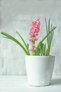 Pink spring flower hyacinth in a flowerpot Royalty Free Stock Photo