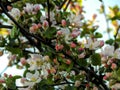 Pink spring flowers on apple branches Royalty Free Stock Photo