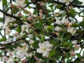 Pink spring flowers on apple branches Royalty Free Stock Photo